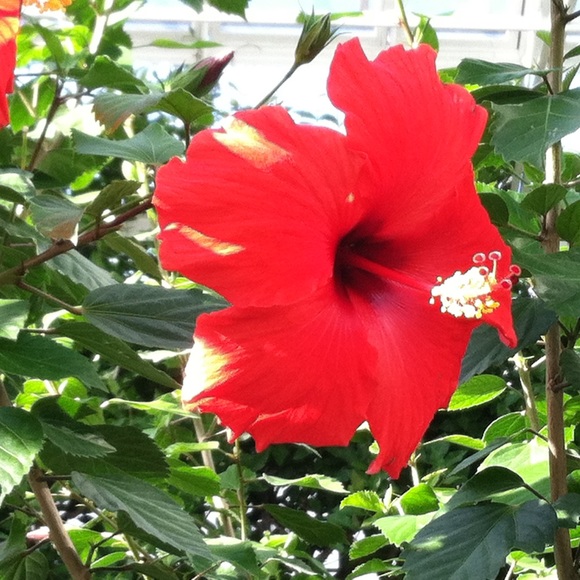 Meet your Posher, Melissa - Picture 2 of 2